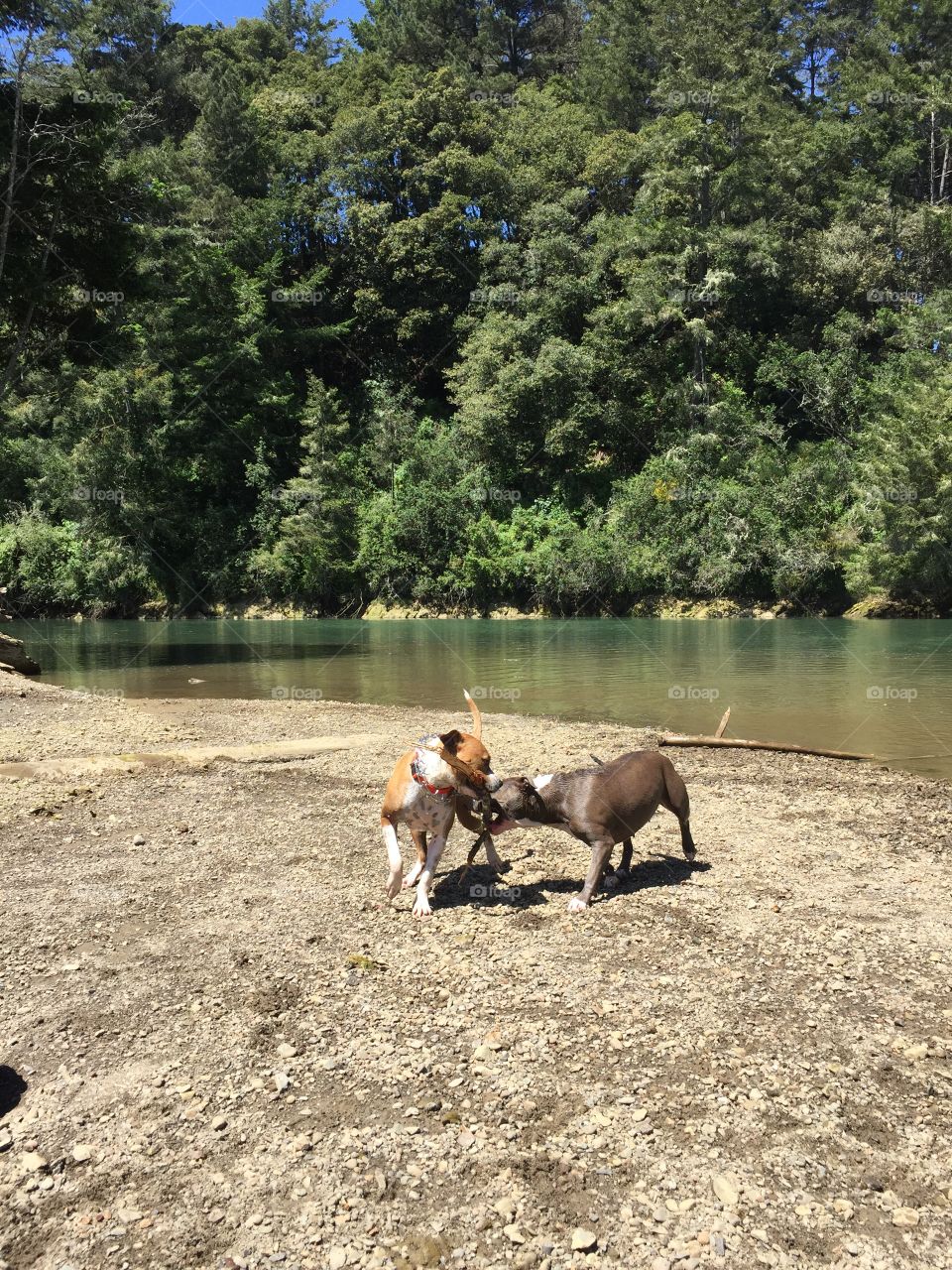 Dogs playing at the river