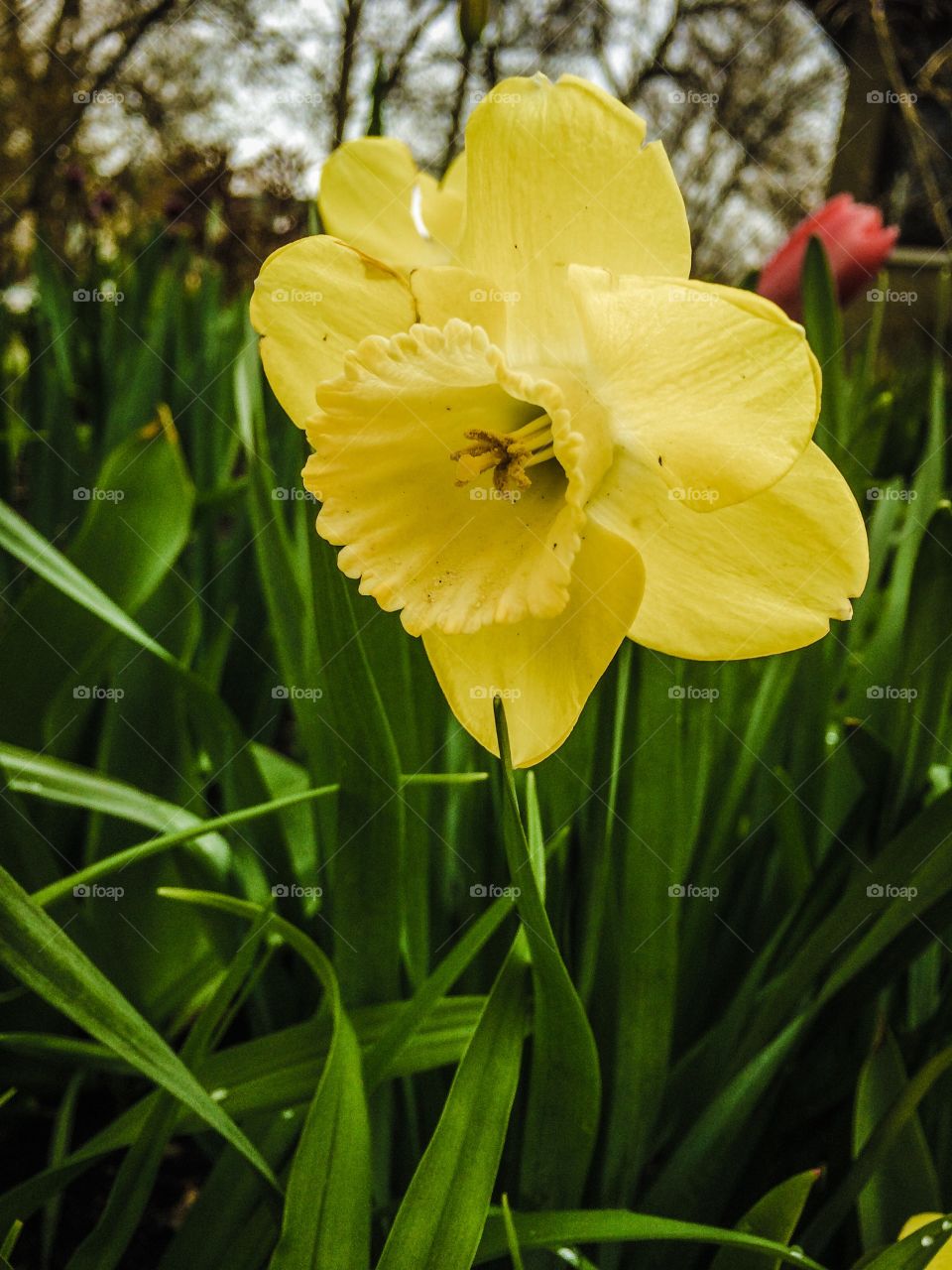Daffodil . Springtime is here. 