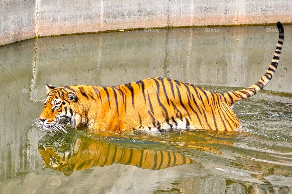 Tiger in water