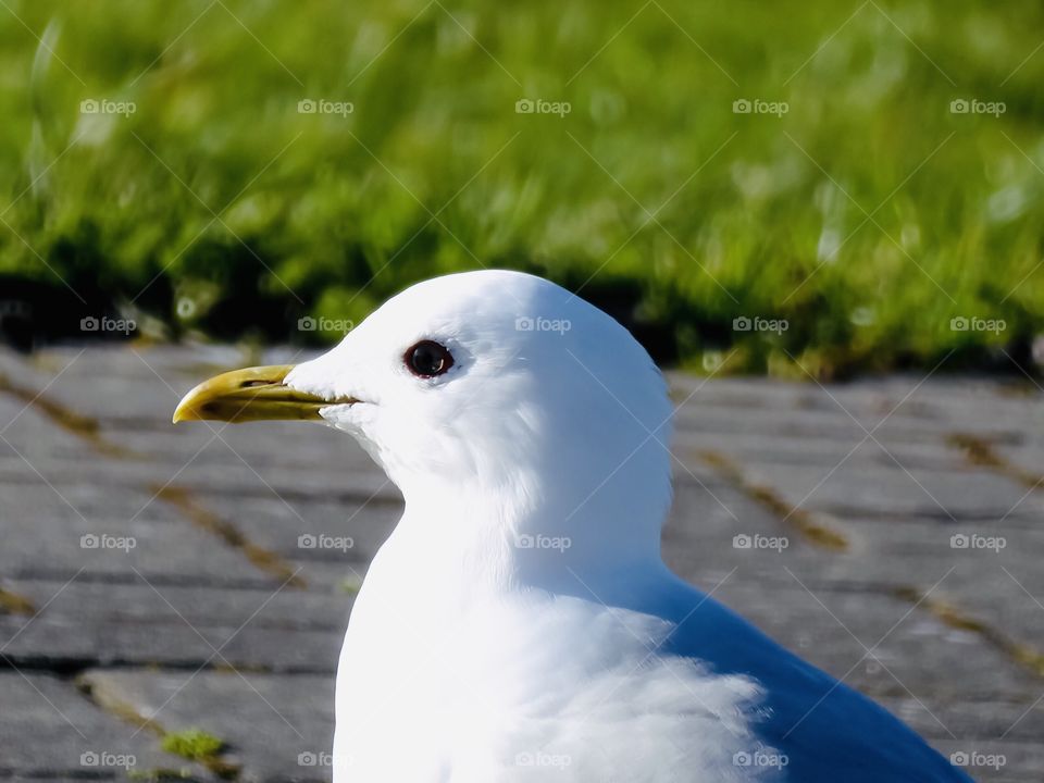 Seagull 