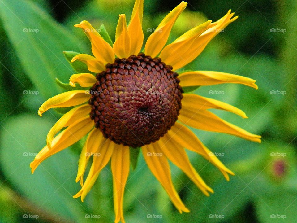 Shapes of nature  - Beautiful Sunflower head - Sunflowers are more than just beautiful food -- they're also a mathematical marvel. The pattern of seeds within a sunflower follows the Fibonacci sequence