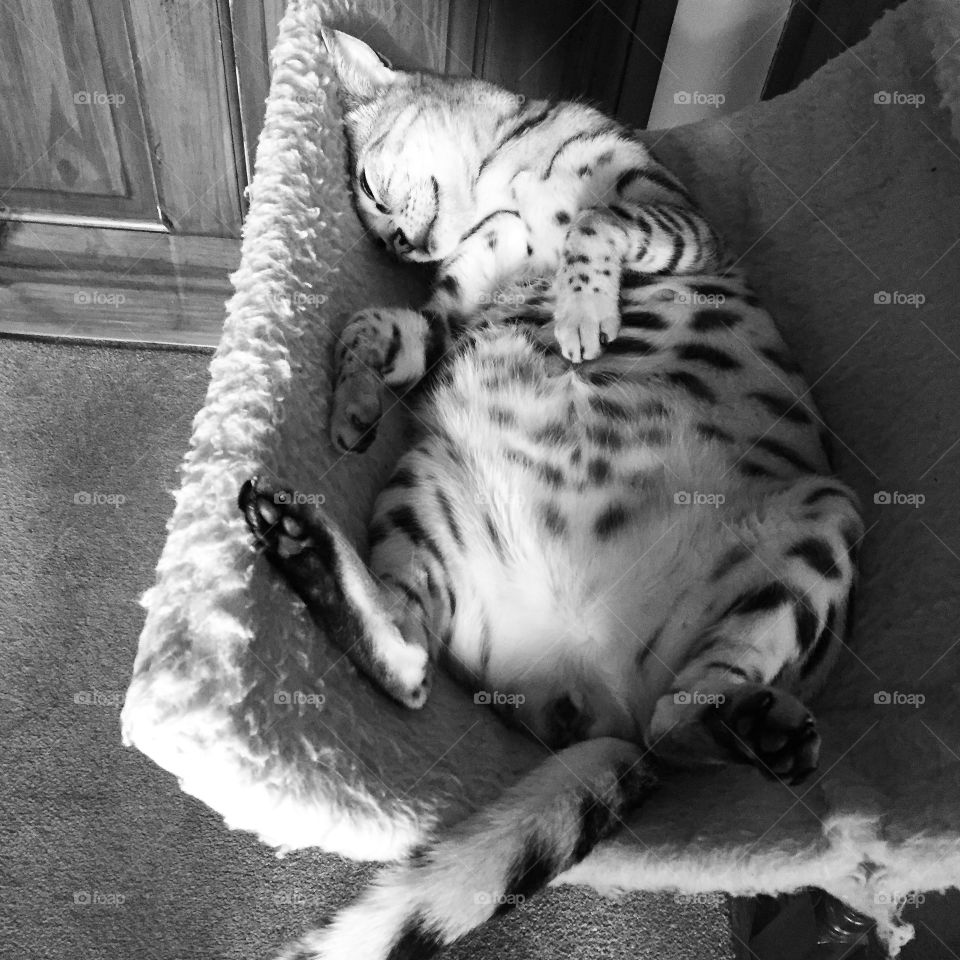 Fat Cat. Pregnant Bengal cat relaxing on her furry ledge.