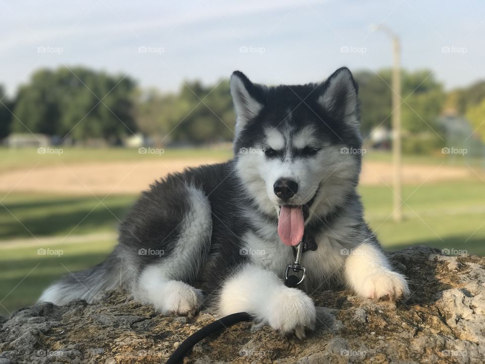 Husky puppy on a rock overlooking a baseball field