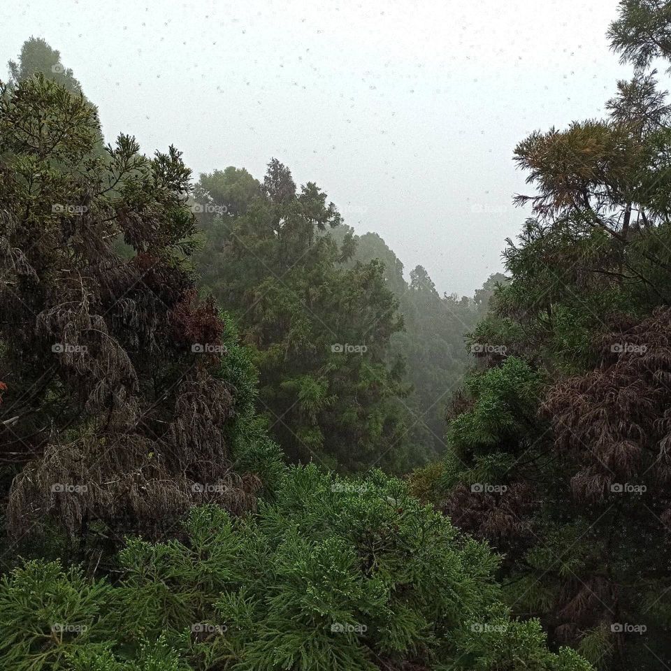 Into the foggy woods.