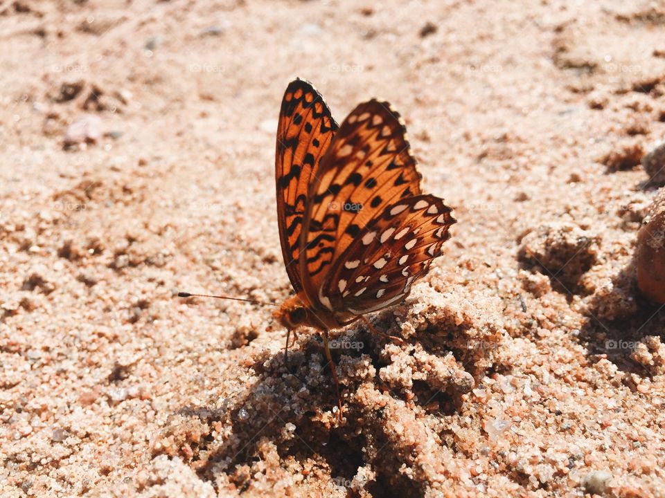 Monarch butterfly 🦋 