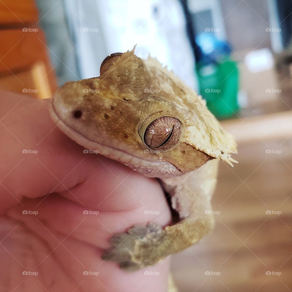 Crested Gecko looking at the camera, looking happy.