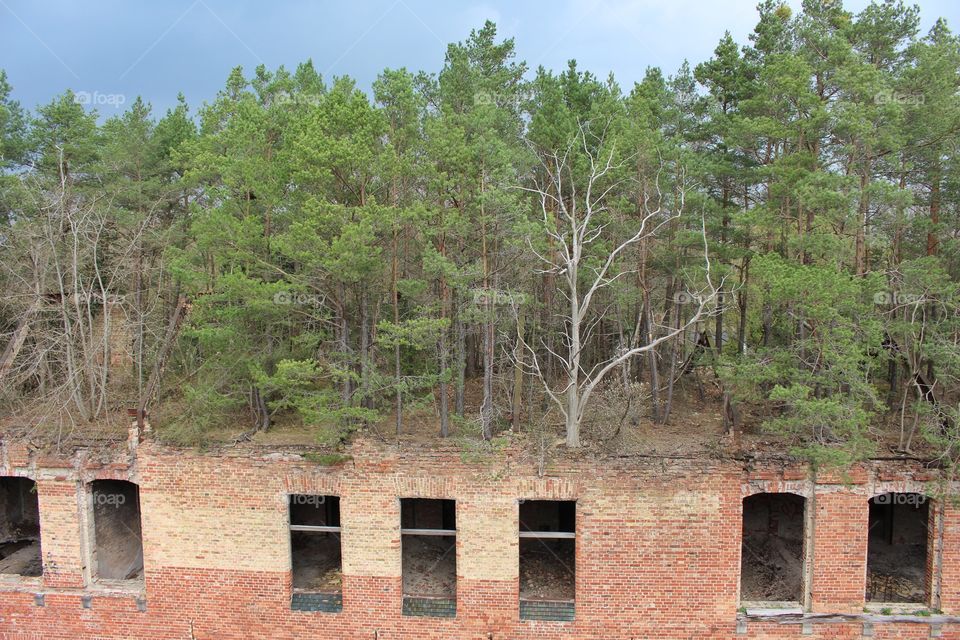 Trees on old buildings