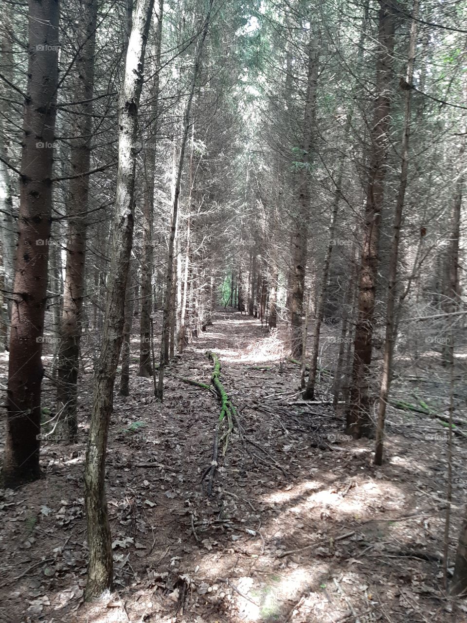 Жизнь  в лесу