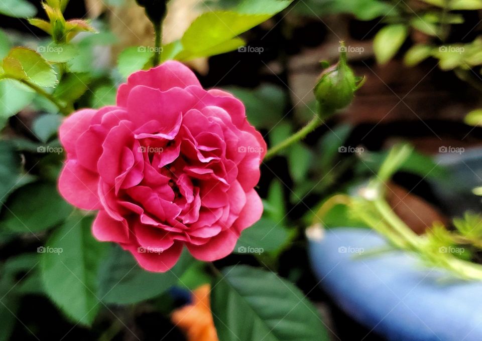 Pink rose!