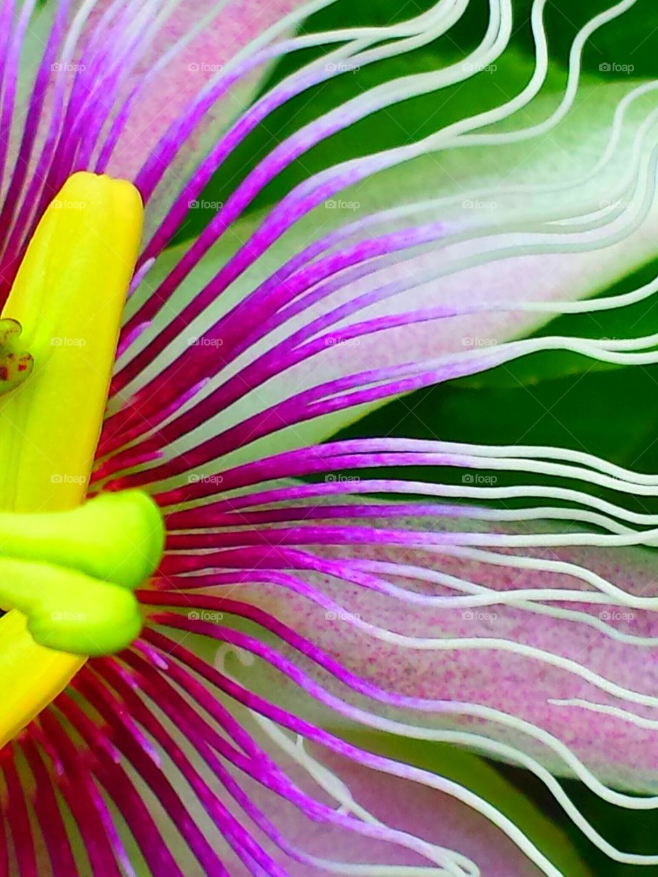"Passion Flower Close up"