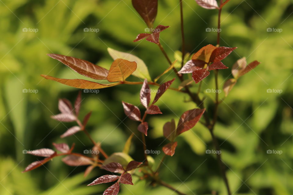 Nature at its finest, don’t you love all the colors of a single leaf?!