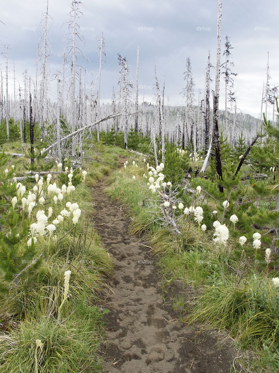 The Pacific Crest Trail near Oregon’s Santiam Pass winds through wild grasses and a forest of dead trees from a major forest fire on a stormy summer day. 