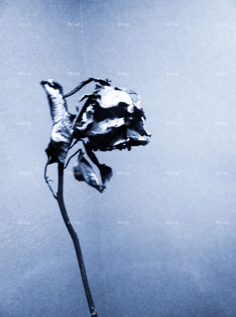 BW Dried Rose