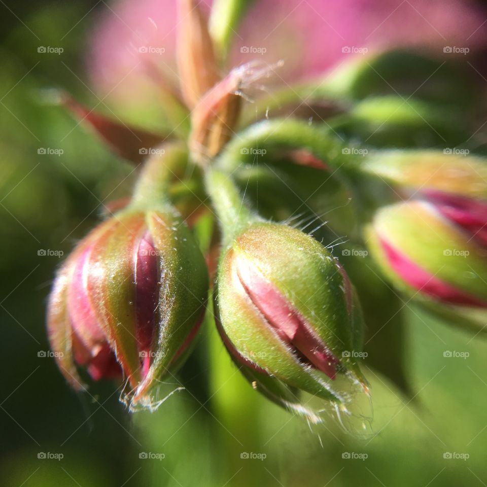 Geranium buds