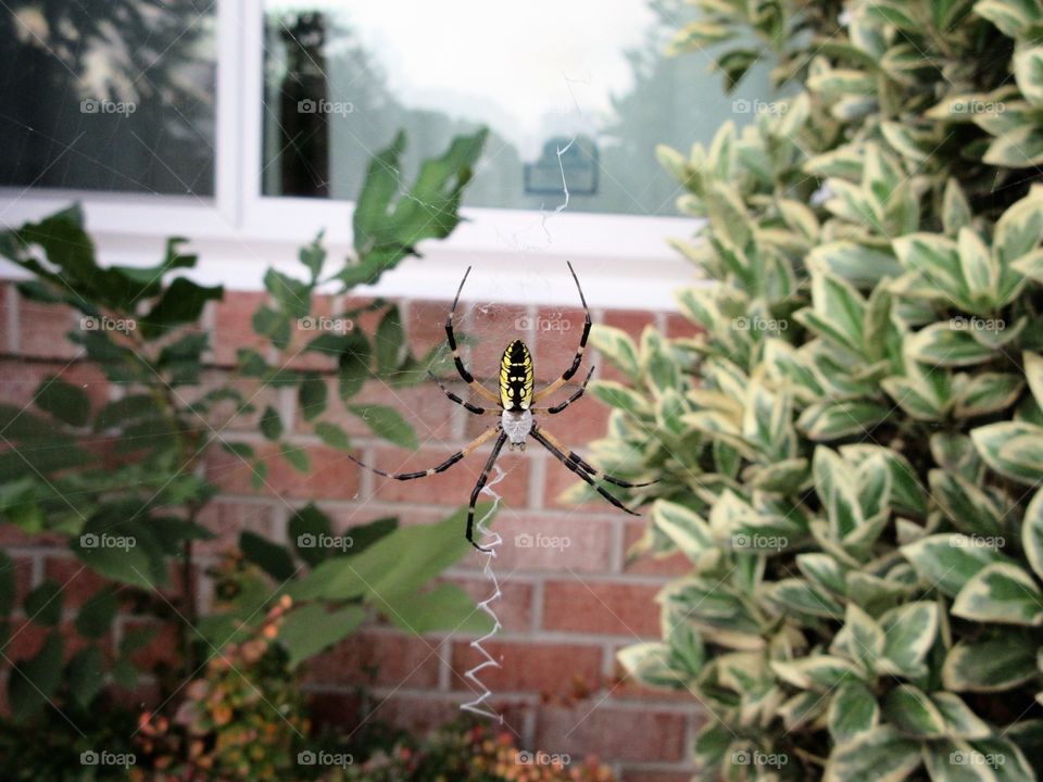 male Black and Yellow Garden spider