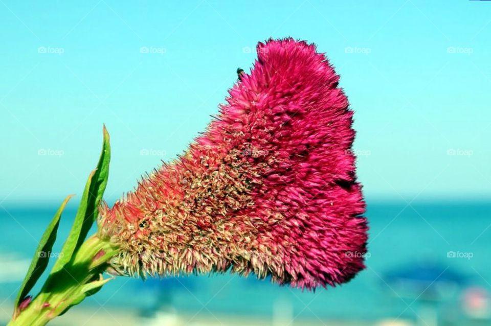 Close-up of pink flower