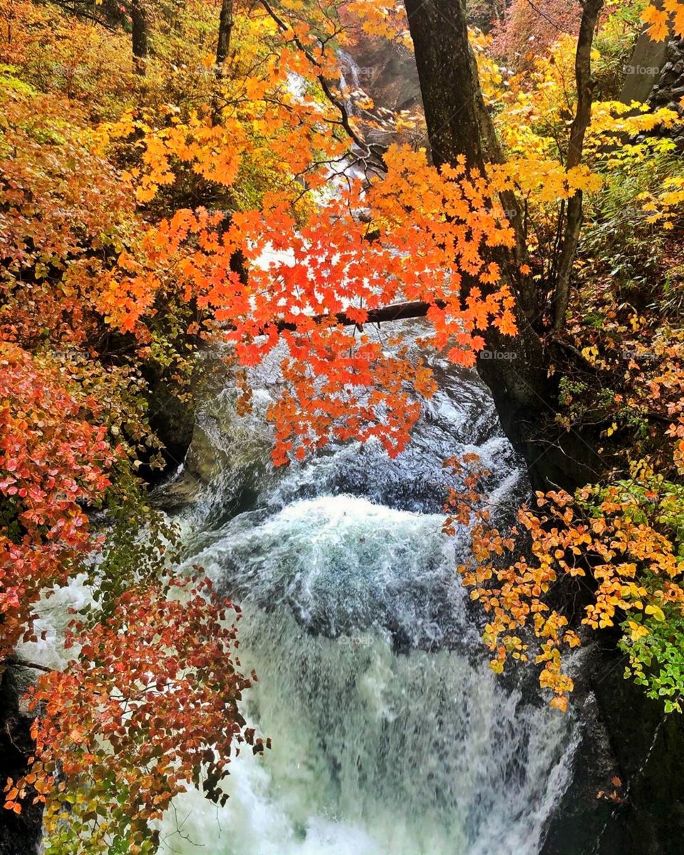 Gorgeous waterfall at Tochigi surrounded by various hues of autumn.