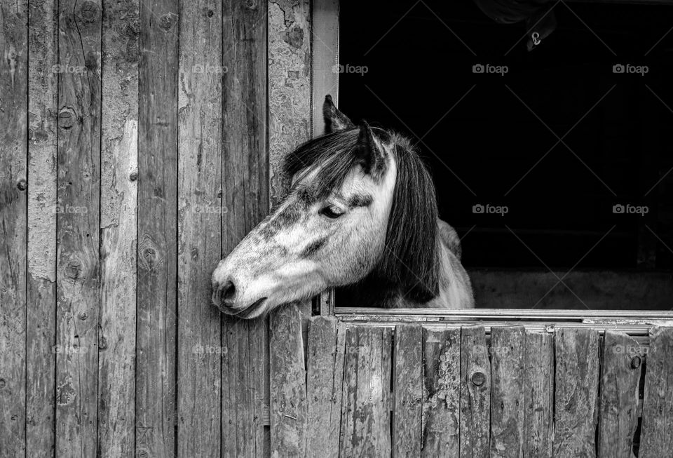 Horse in the barn