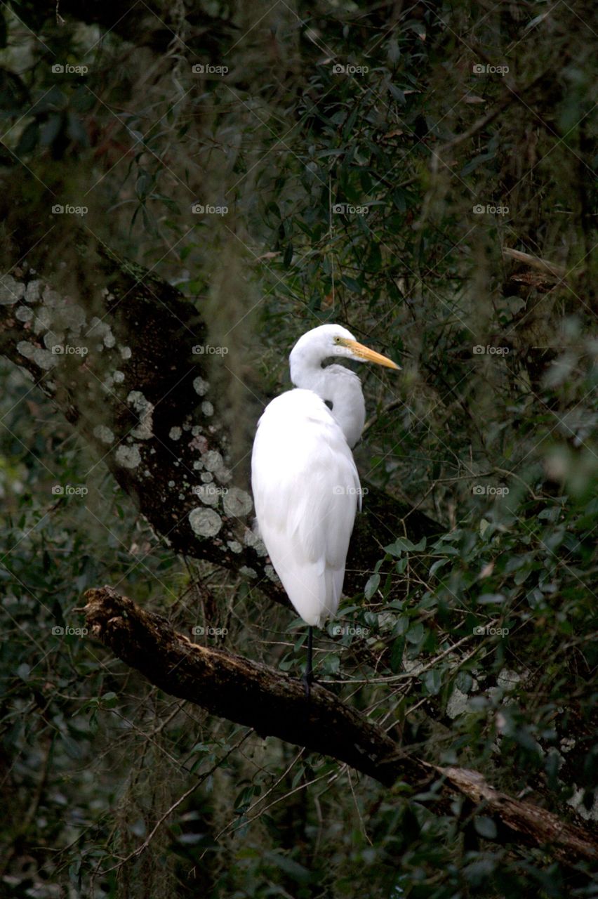 white egret perched in a Spanish moss covered tree
