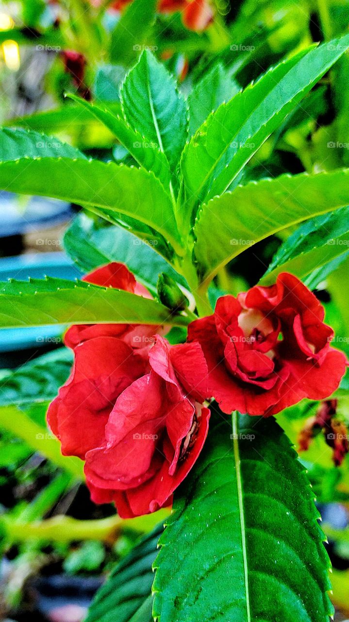 Beautiful Garden Balsam