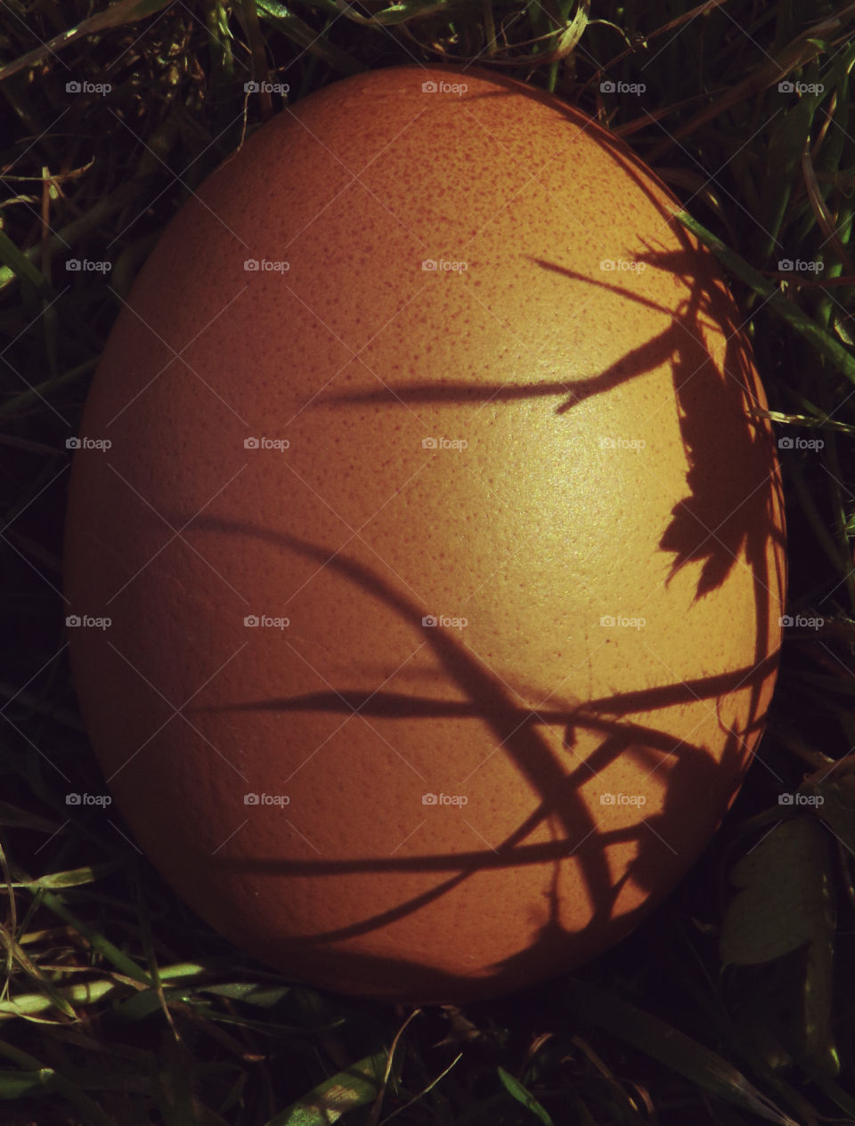 shadows on hen's egg
