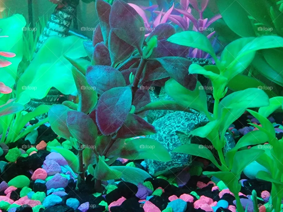 Colorful aquarium. Fishtank rocks and plants.
