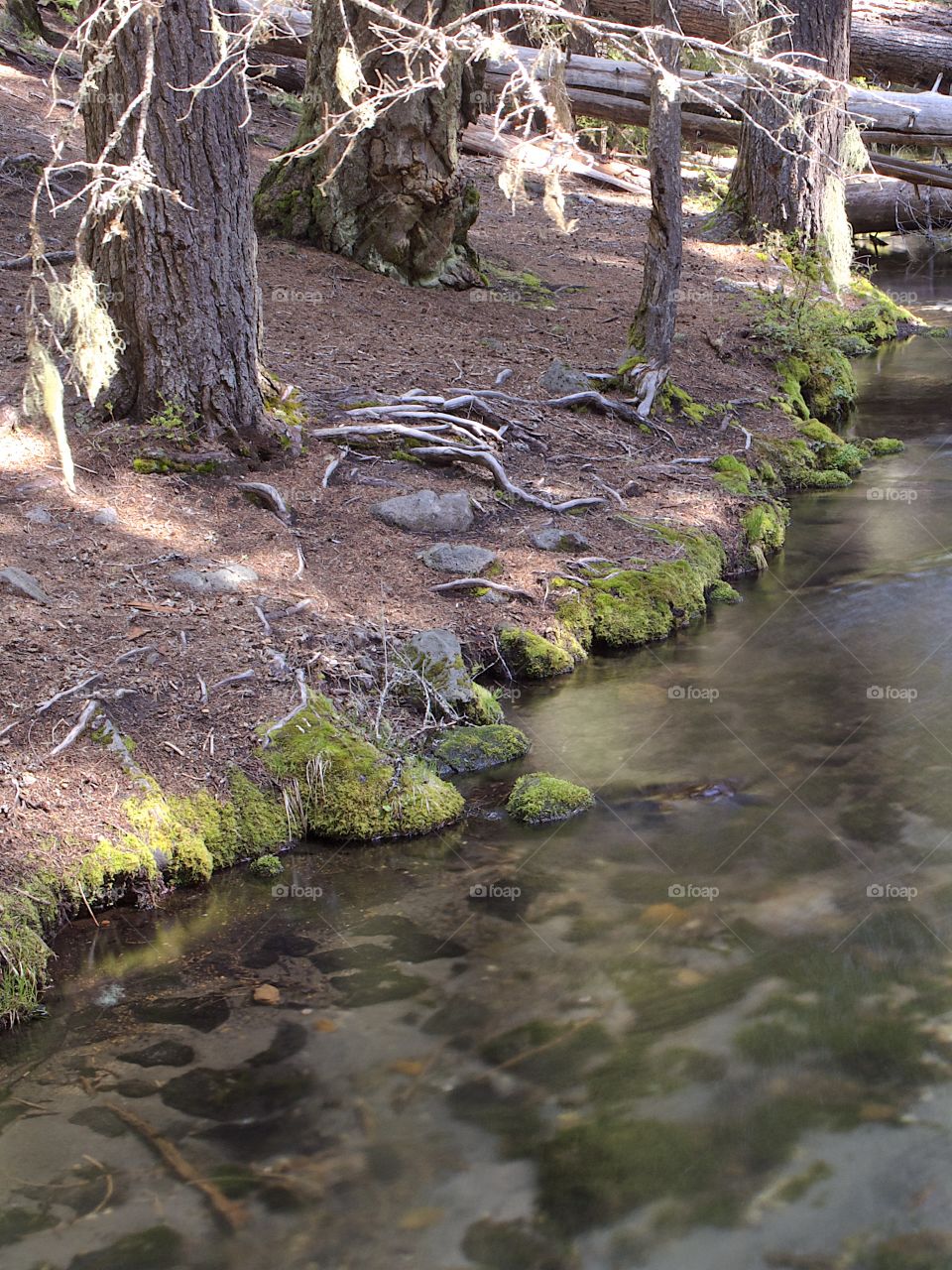 The placid smooth waters of Clearwater River flow against its moss covered banks that have lots of exposed tree roots on a sunny spring day. 