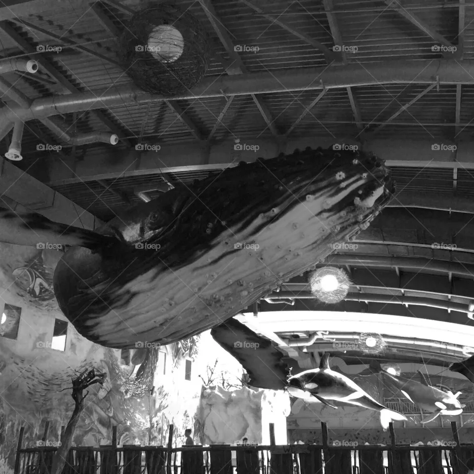 Whale