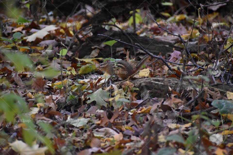 A chipmunk in the underbrush
