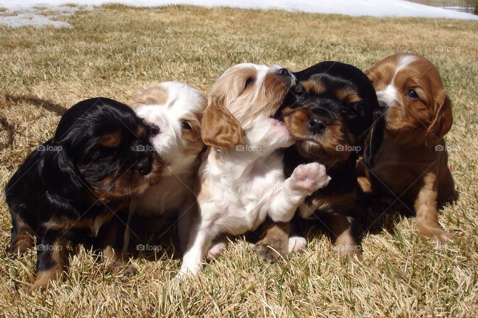 Cavalier King Charles variety pack