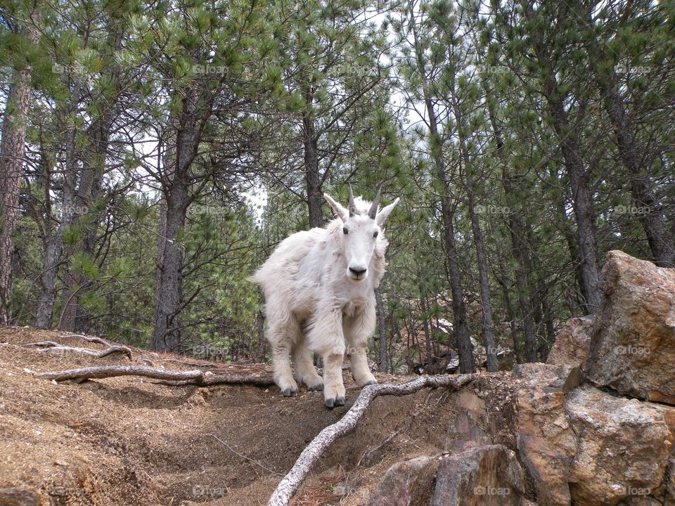 Baby. Young mountain goat exploring Mt Rushmore area