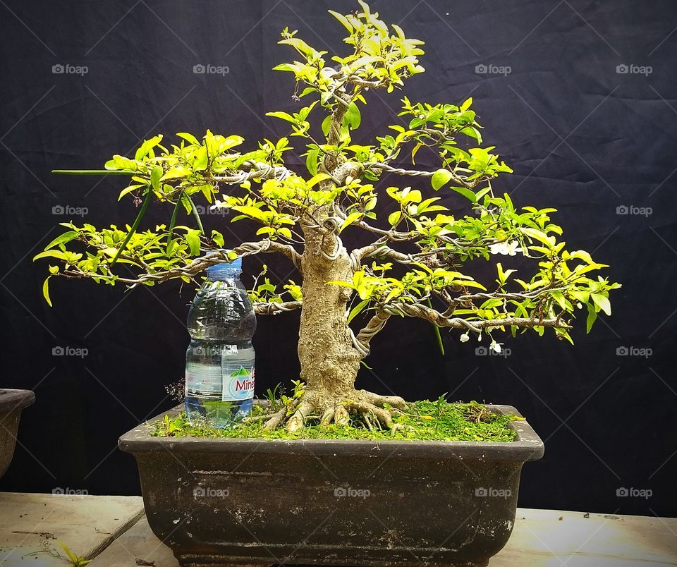 beautiful bonsai