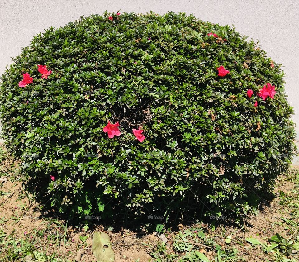 With the high cost of the gardener, I myself will take care of the cleaning of the farm ... in fact, I did a good job of pruning azalea! /Com o custo alto do jardineiro, eu mesmo cuidarei da limpeza da chácara... aliás, caprichei na poda da azaleia!‬