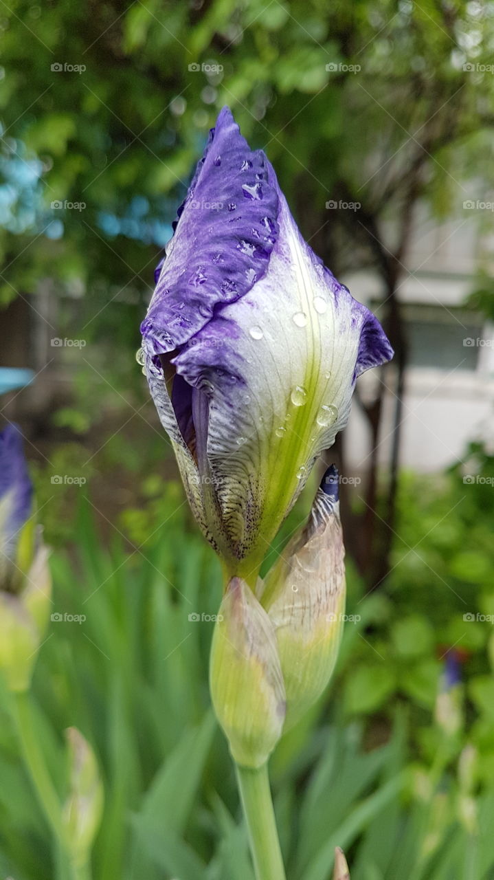 purple iris bud after the rain