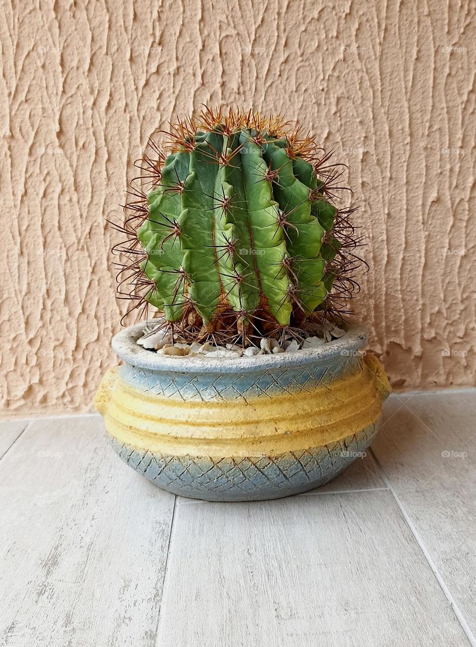 cactus house plant in the pot on a wall background, mobile photography