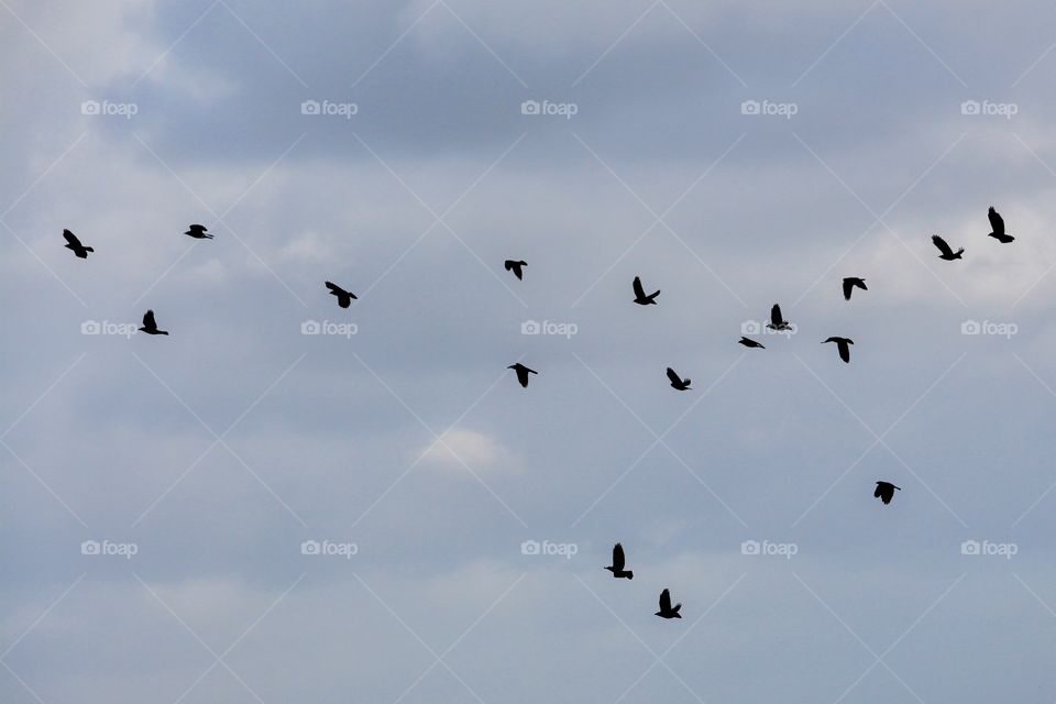 Silhouette of flying birds in blue sky