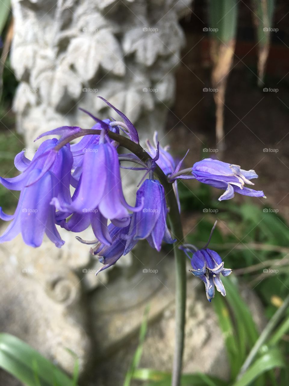 Bluebell time
