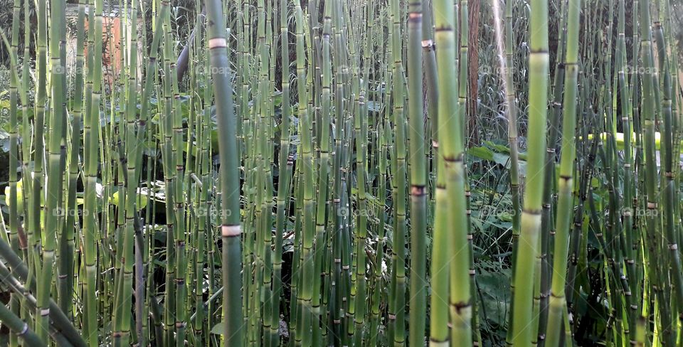 Bambu sticks