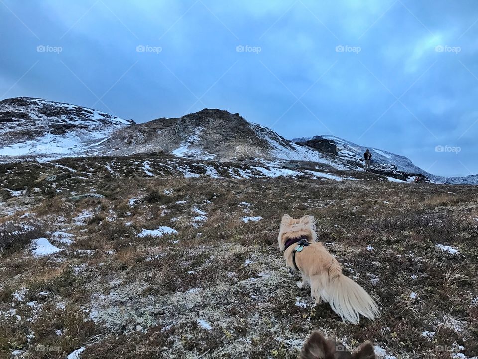 Chihuahua mounts hiking 
