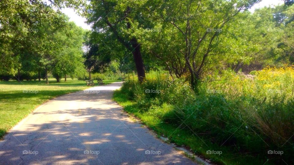 Bike path in a Chicago Park