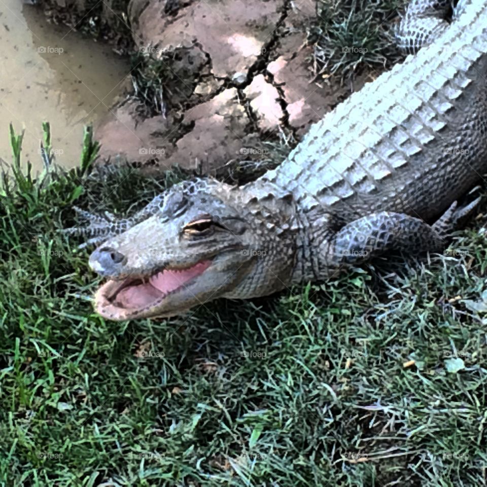 Panting gator