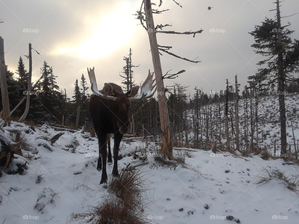 Moose in twilight