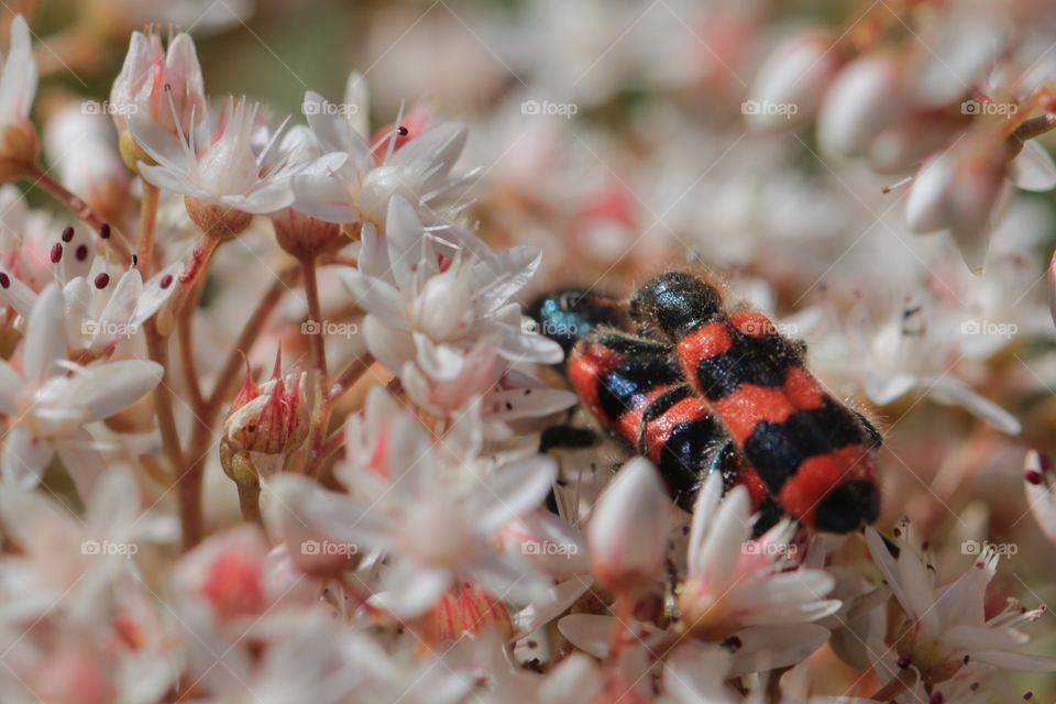 Cotton stainers mating