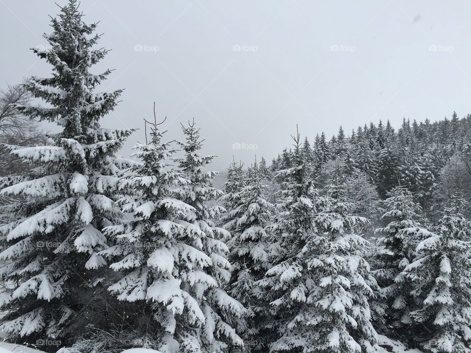 Snow, Winter, Evergreen, Conifer, Wood