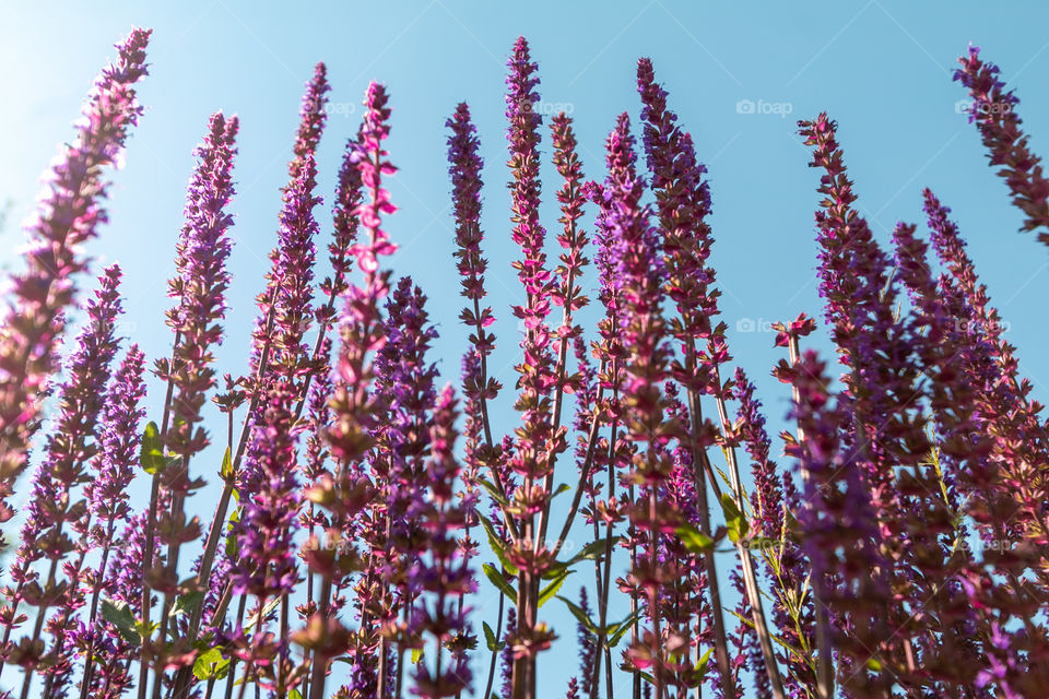 Beautiful lavender flowers in the garden 