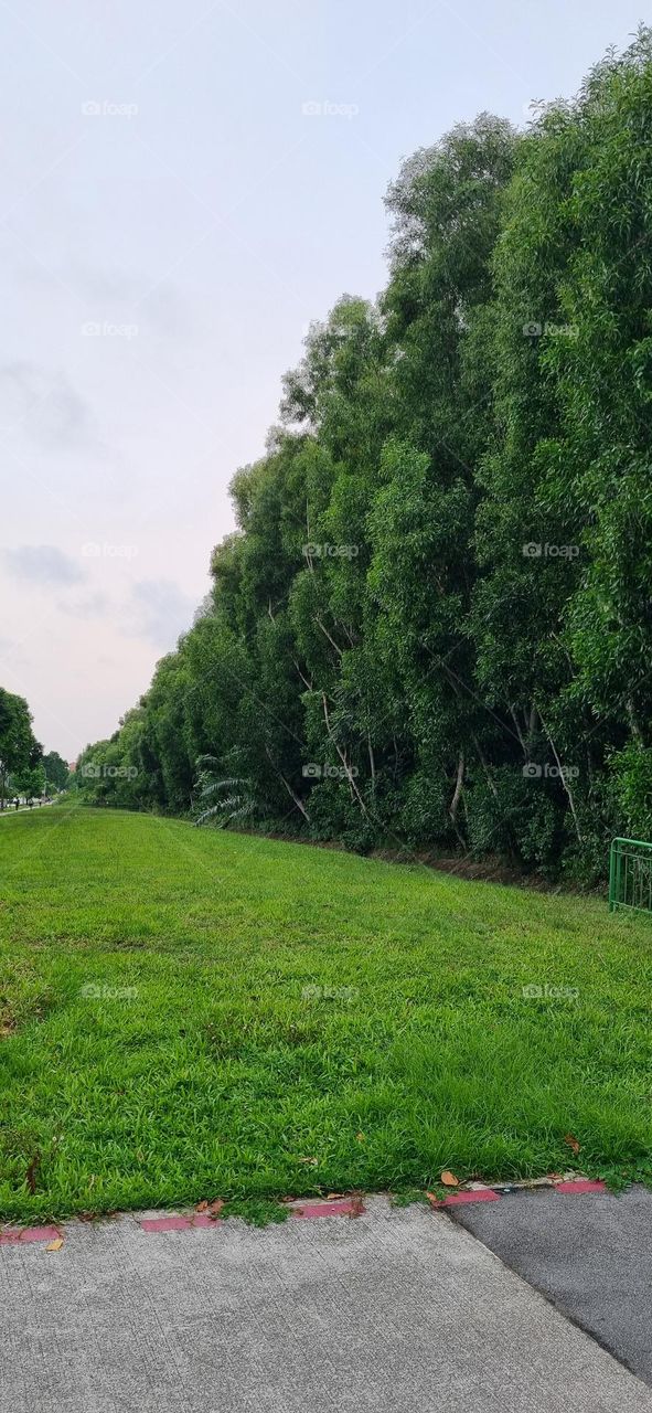 Trees across Pasir Ris Drive 3