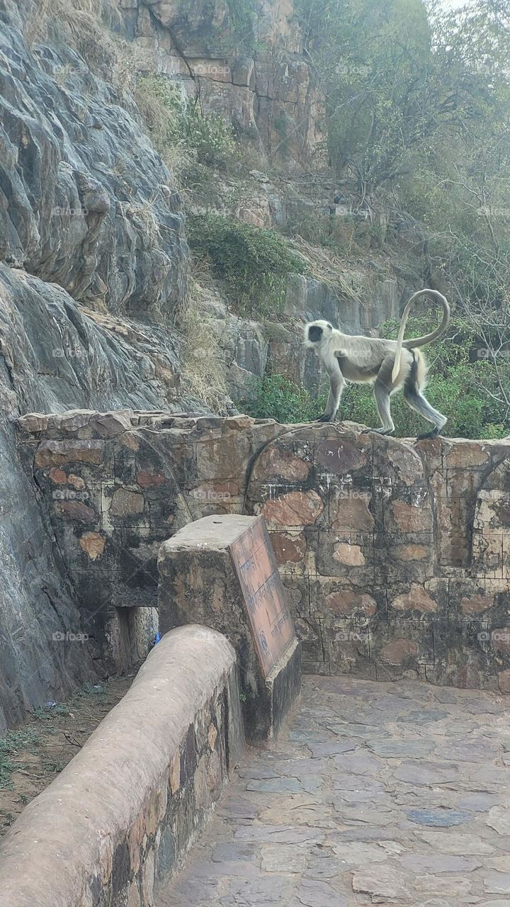 monkey walking on the wall of a fort