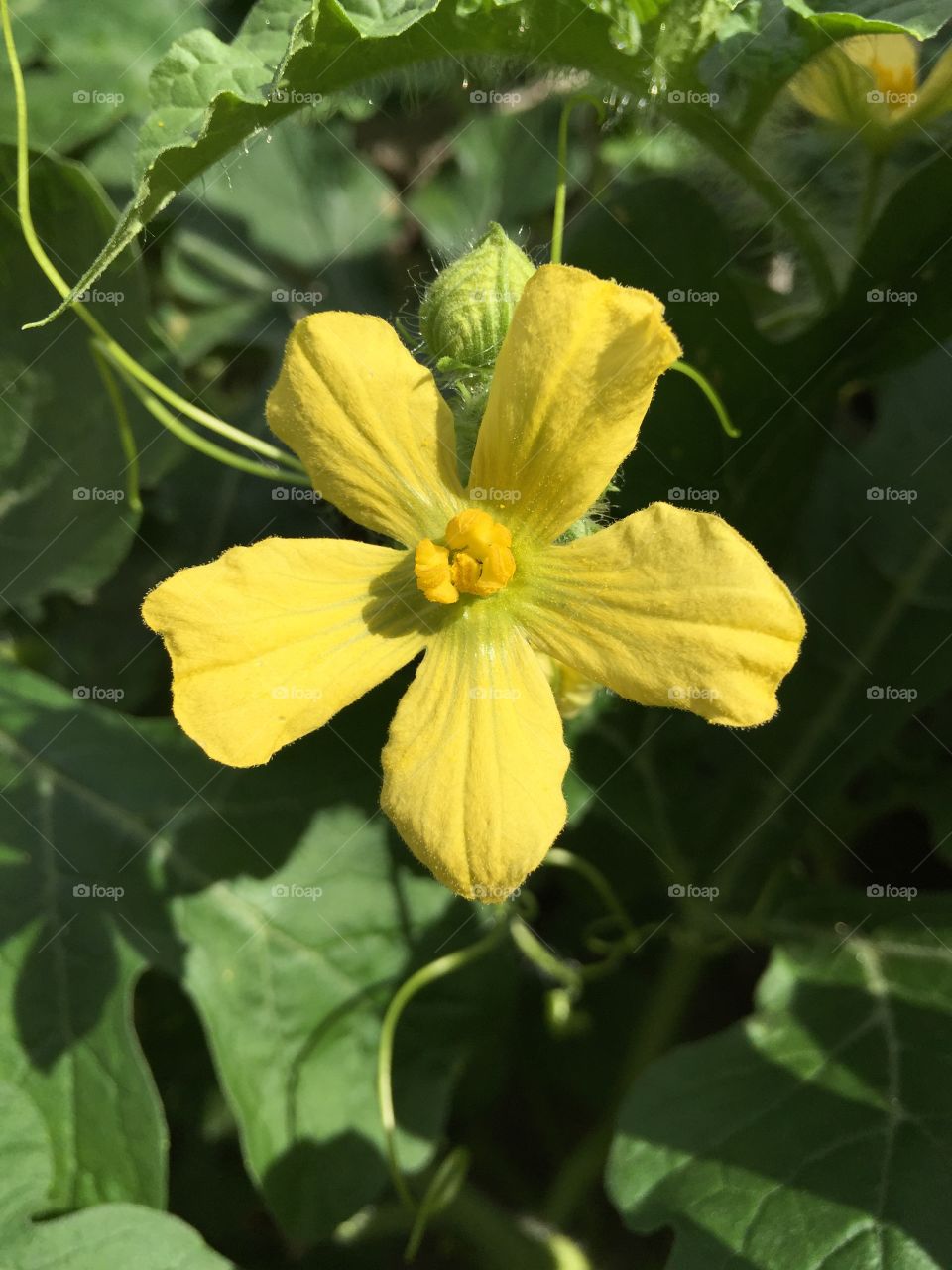 Watermelon flower enjoying the sun