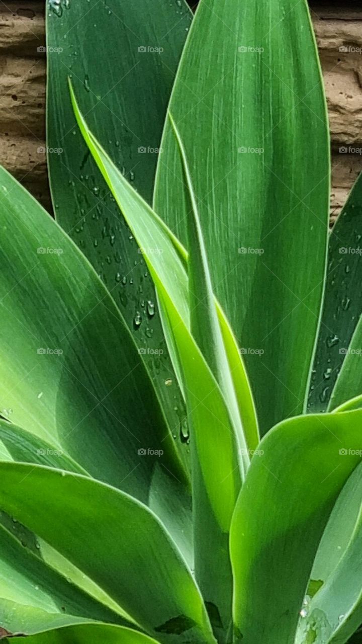 beautiful green plant.in the sunshine after rain.