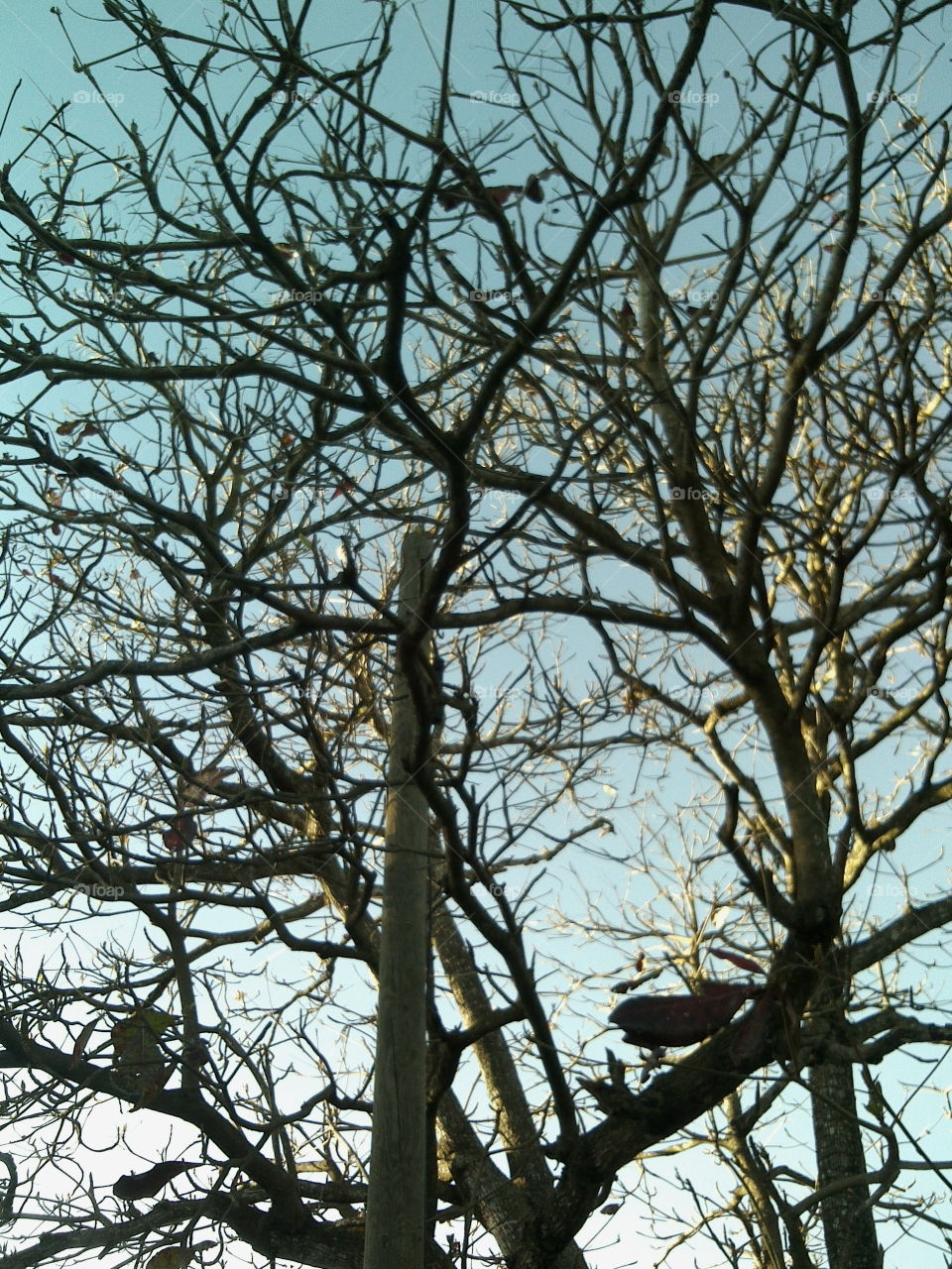 Almond tree in autumn